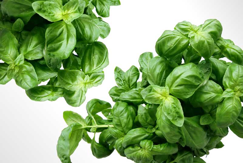 These Health Benefits of Basil Just Might Surprise You!